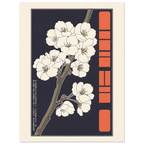 Sakura Choubo